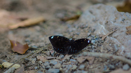 Black butterfly on the stone floor