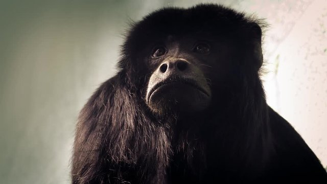 Howler Monkey Looking Around