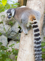 Image of a ring- tailed lemur on nature background. Wild Animals.