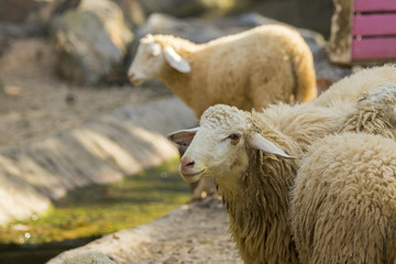 Image of a brown sheep on nature background in thailand. Farm animal