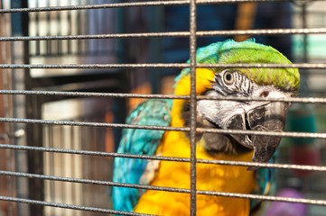 Obraz premium Caged macaw at Yuen Po Street bird market, Mong Kok, Hong Kong