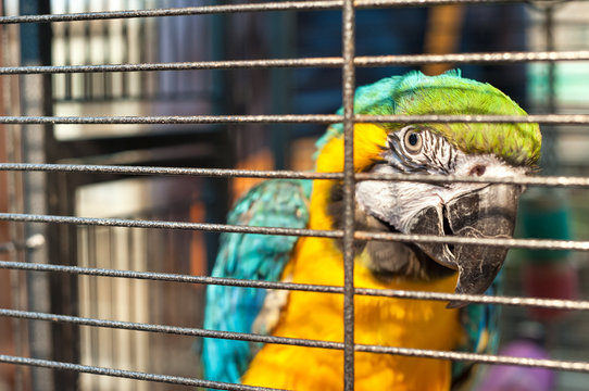 Fototapeta Caged macaw at Yuen Po Street bird market, Mong Kok, Hong Kong