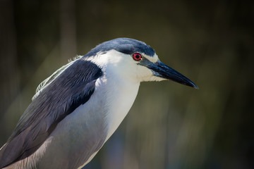 Black Crowned Night Heron