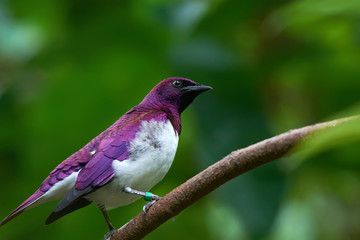 Violet-backed Starling (Cinnyricinclus leucogaster) or amethyst starling sitting on a branch over...