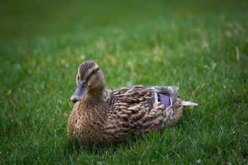 Duck