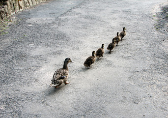 Fototapeta na wymiar Ducks in a row