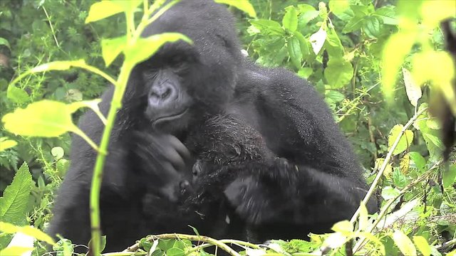 The Critically Endangered Mountain Gorilla Seen Here Picking Her Nose(!) and with Newborn Baby in Virunga Mountains, Rwanda. This is the Susa Group, which was studied by Dian Fossey.