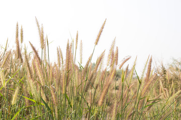 grass field flower of garden landscape in nature background