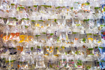 Tropical fish hanging in plastic bags at the Mong Kok goldfish market, Tung Choi Street, Hong Kong