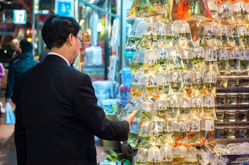 Obraz premium Local man examines the tropical fish at Hong Kong's Tung Choi Street goldfish market, Mong Kok, Hong Kong