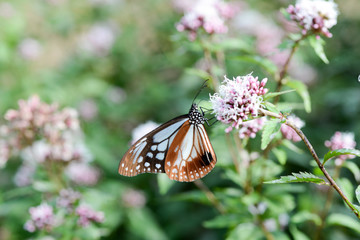 アサギマダラ　フジバカマの蜜を吸って次の目的地までの栄養補給をしている。