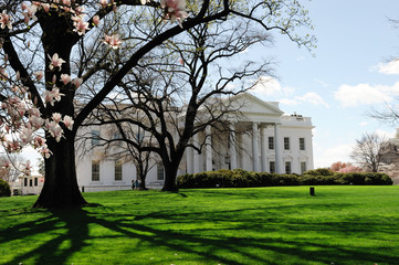 white house in spring with magnolia flower blossom