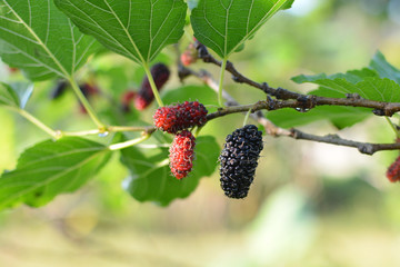 ripe mulberries on the branch