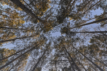 A look into the sky through pine-trees