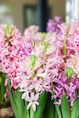 Pink Hyacinth Flower in the market. 