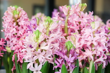 Pink Hyacinth Flower in the market. 