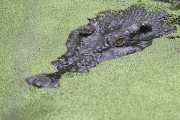 Crocodile partly submerged