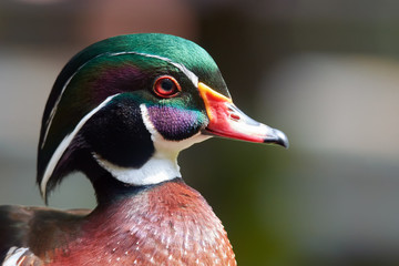 Close-up of green-headed Wood duck, or Carolina duck (aix sponsa)