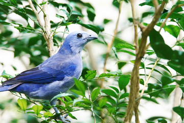 Azure-shouldered Tanager (thraupis cyanoptera) sitting among leaves on a tree 