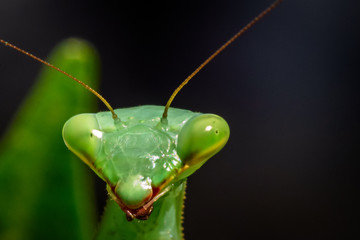Macro Mantis