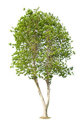 Obraz premium tree on white background of Isolated
