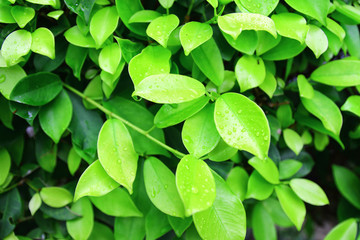 Fototapeta na wymiar Ficus leaves close up