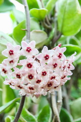 Star flower (Hoya) in the garden