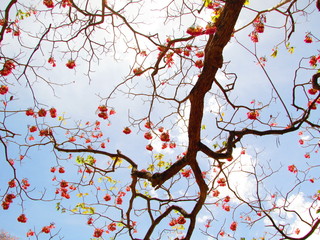 Pink Flowers in the Sky