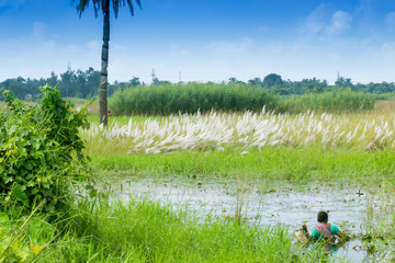Kans grass , Saccharum spontaneum, Kolkata, West Bengal, India