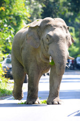 Naklejka premium Asian elephant in Khao Yai National Park,Thailand