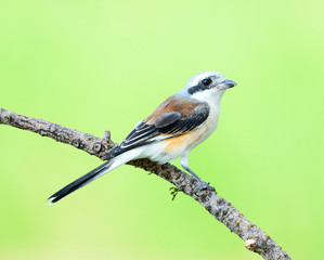 Bay-backed Shrike Bird /Lanius vittatus , New record bird of Thailand