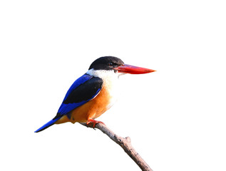 Colorful Bird (Black-capped Kingfisher) on a branch