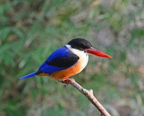 Colorful Bird (Black-capped Kingfisher)  Halcyon pileata