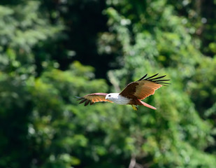 Flying birds Brahminy Kite (Haliastur indus)