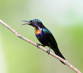 Copper-throated Sunbird, Male (Leptocoma calcostetha) on a branch