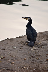 川原に静かに立つ鵜