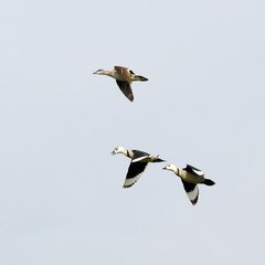 Cotton pygmy goose (Nettapus coromandelianus) group flying in nature