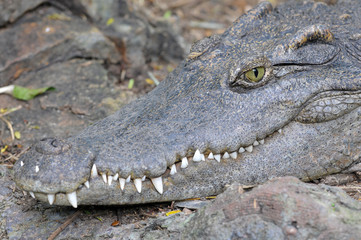 Crocodile closeup side and  Head  profile