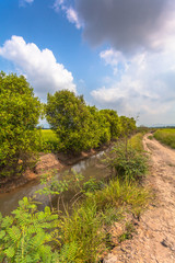 
Pump from the canal to the rice paddies.
The farmer pumps water from the canal into the rice fields to grow rice.
