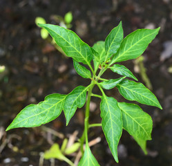 Green tree Chili and leaves