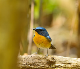 Beautiful Bird hill blue flycatcher (Cyornis banyumas)