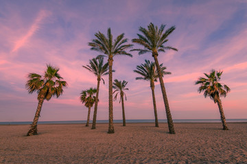 Obraz na płótnie Canvas Tropical palm trees on the beach