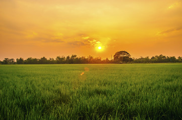 green rice field at Chiangmai Thailand