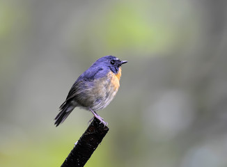 Flycatcher bird, male Snowy-browed Flycatcher (Ficedula hyperythra)