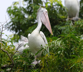 Spot-billed Pelican (Pelecanus philippensis) on Trees