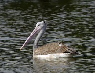 Spot-billed Pelican (Pelecanus philippensis)