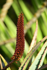 赤いアロエの花