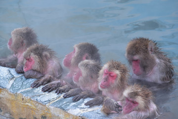 猿たちのゆったりした入浴時間
