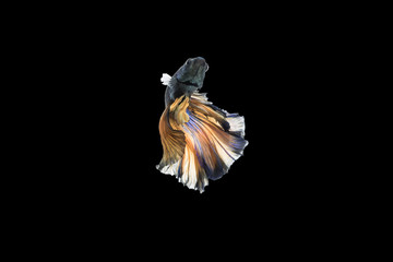 Beautiful movements of the Siamese fighting fish.