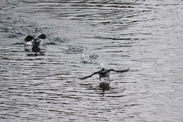 ホオジロガモの追いかけっこ